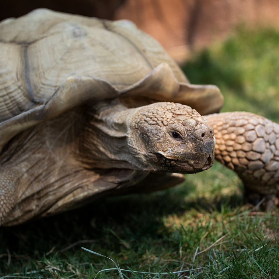 A close up of Edward the African spurred tortoise