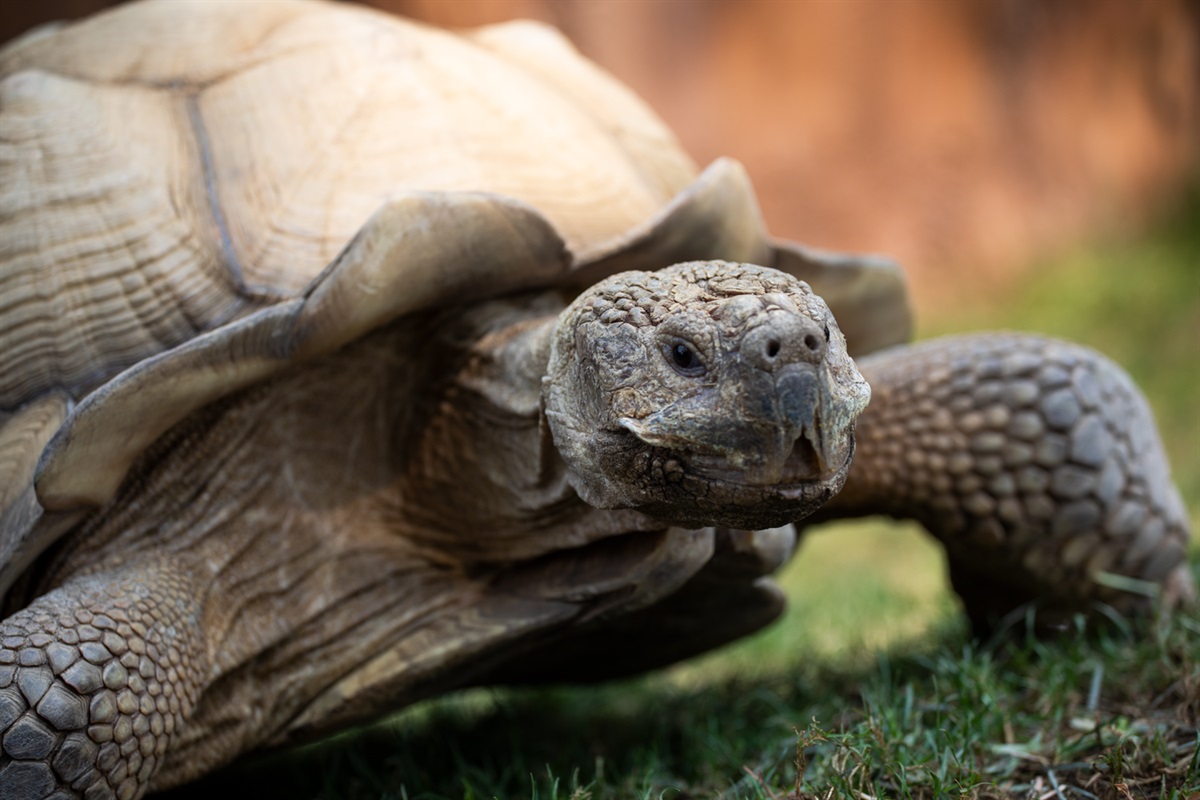 African Spurred Tortoise - Palo Alto Junior Museum & Zoo