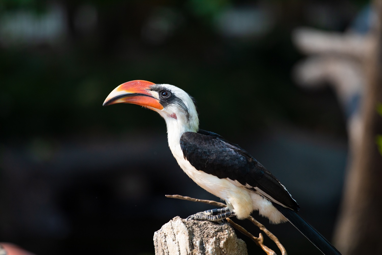 Hornbill