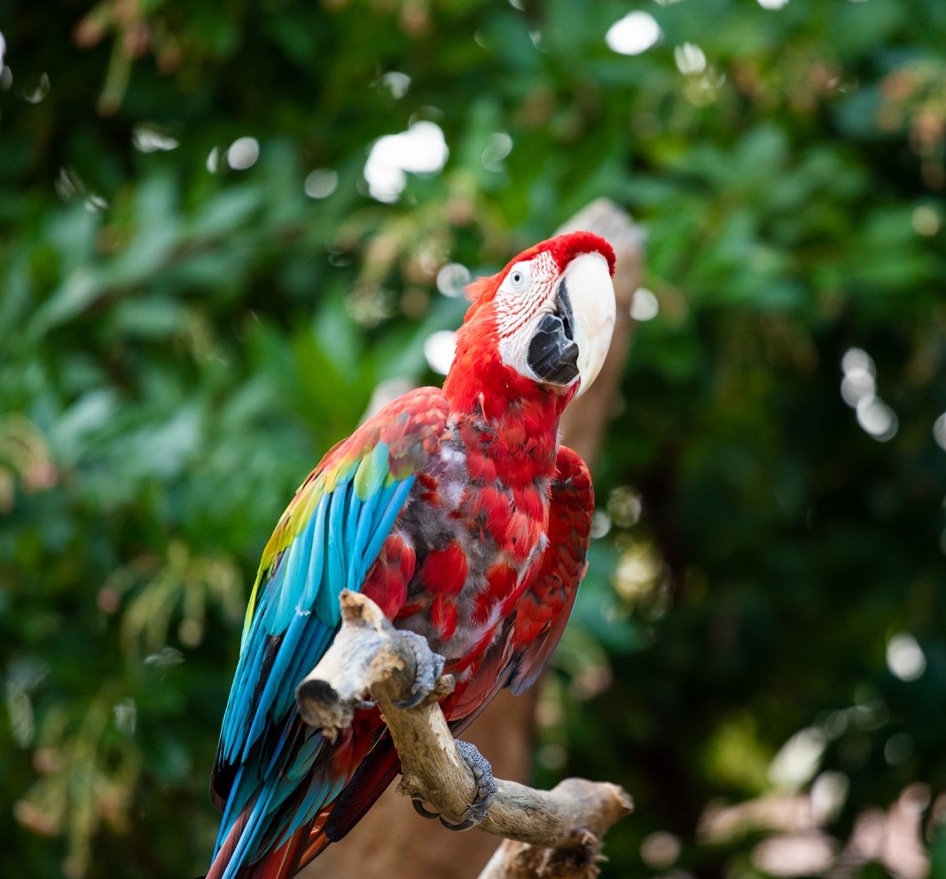 Macaw sits on a branch