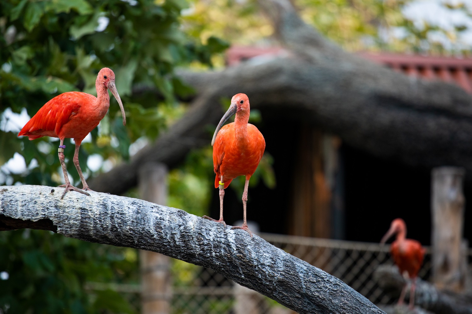 Scarlet Ibis