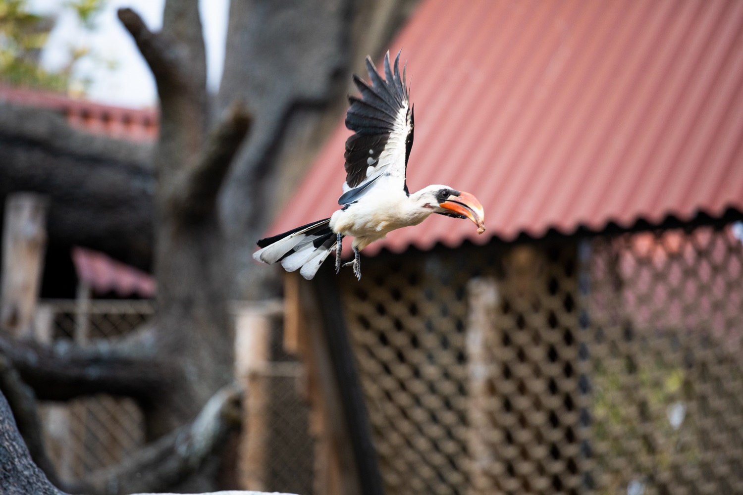 Zazu in flight 