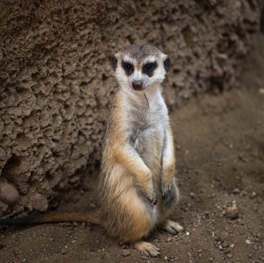 A meerkat stands looking away from the camera