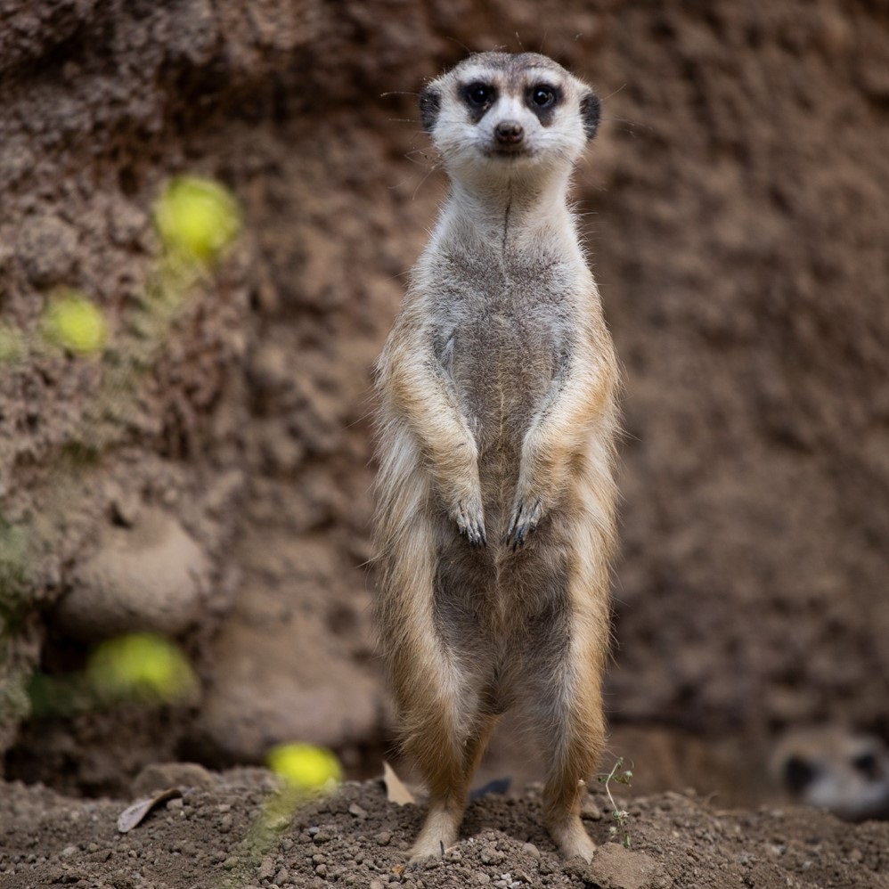 A meerkat stands looking towards the camera