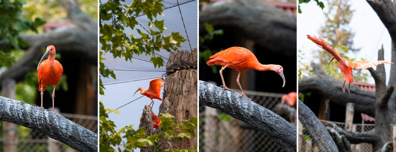 Four photos of Scarlet Ibises in various stages of flight