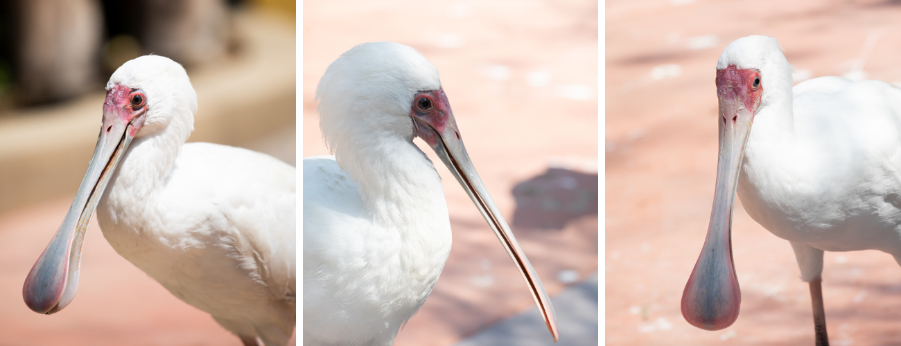 A collage of Spoonbill photos from various angles