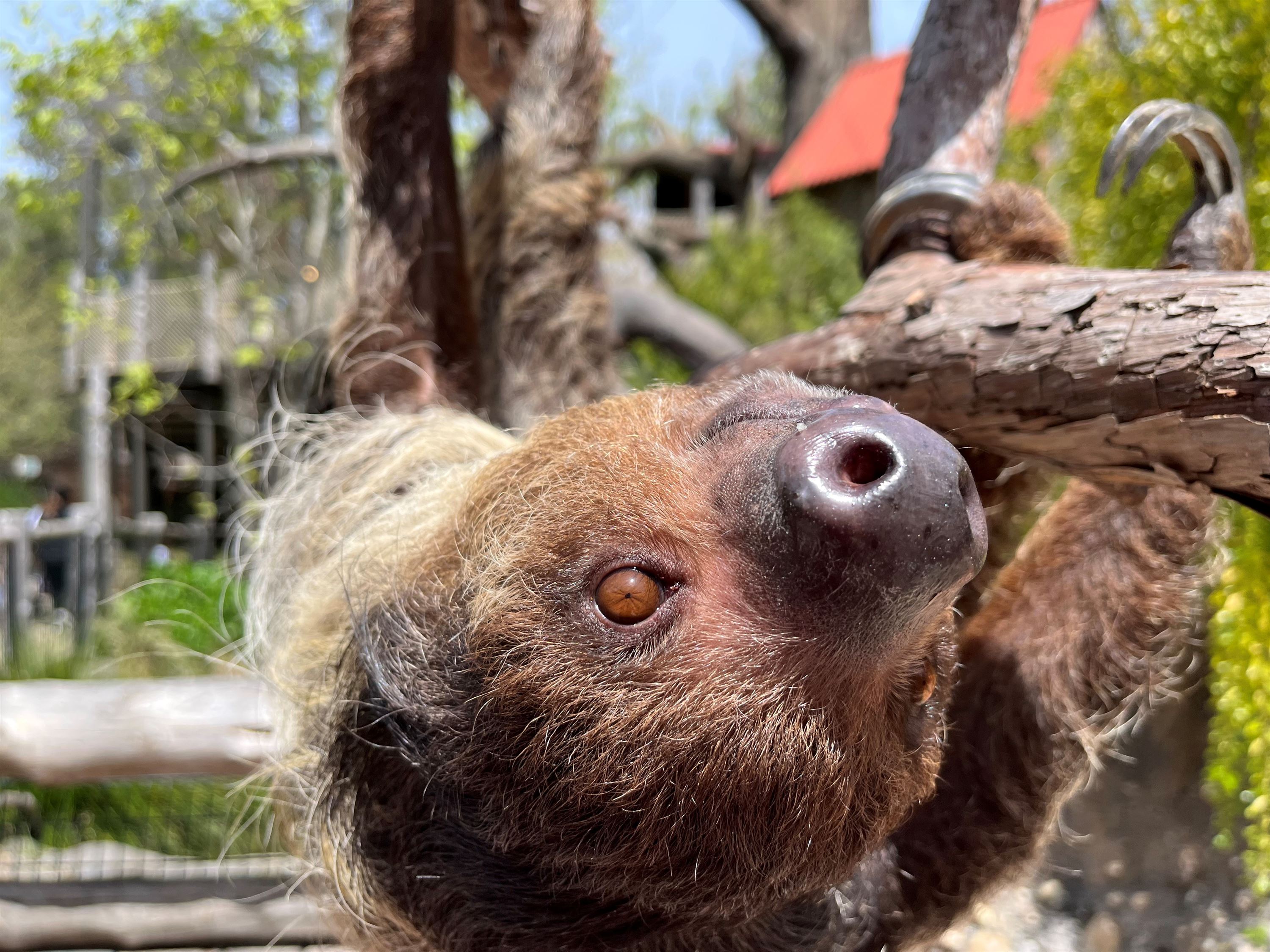 Close-up of Monty the Raccoon