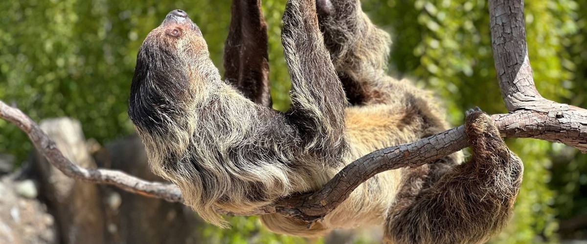 Bobby and Morty the Raccoons snuggle up on a tree branch